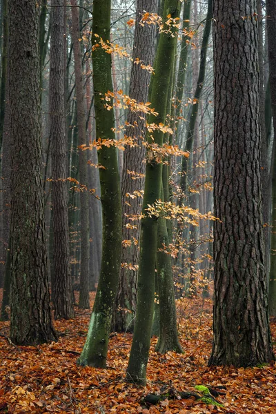 秋の紅葉や紅葉の植物 — ストック写真