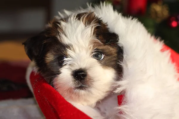 Noel Baba Şapkalı Köpek — Stok fotoğraf