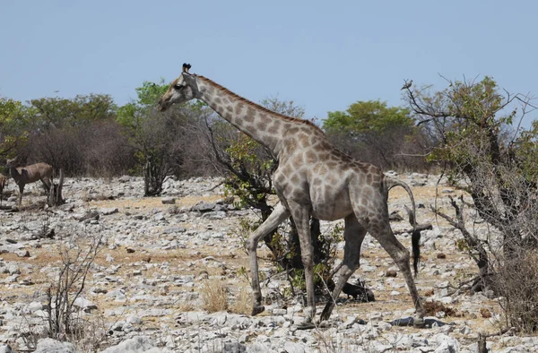 Große Giraffe Afrikanisches Tier — Stockfoto