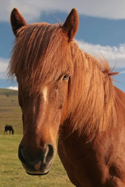 Hästdjur Betesdjur Naturfauna — Stockfoto