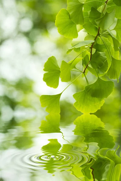 Ginkgo Ağacı Yaprakları — Stok fotoğraf