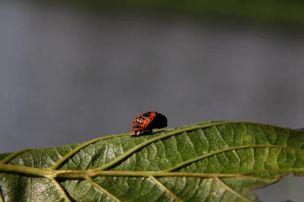Red Bug Dots Ladybug — Stock Photo, Image