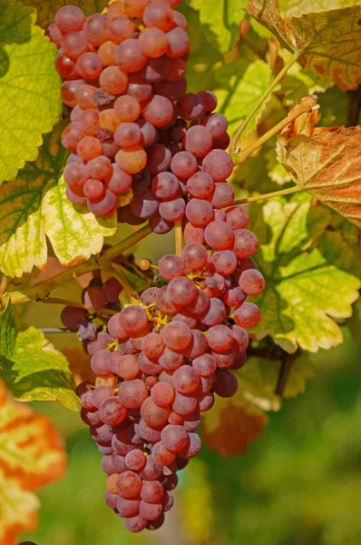Bunches Grapes Agriculture Grapevine — Stock Photo, Image
