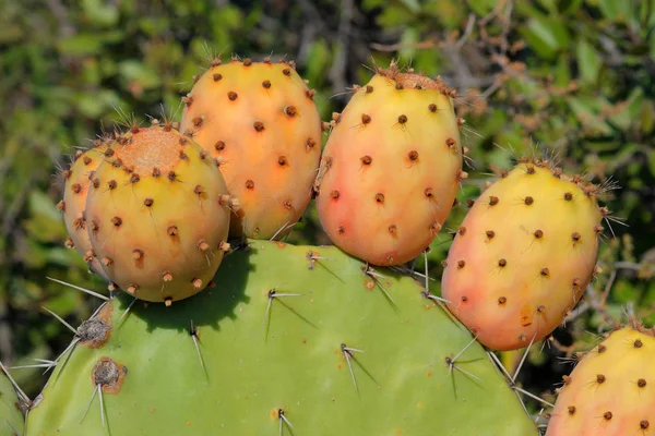 Tropische Groene Plant Sappige Cactussen — Stockfoto