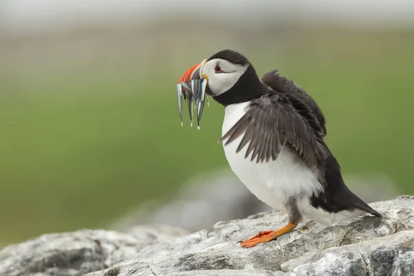 Tema Del Pájaro Pintoresco Tiro — Foto de Stock