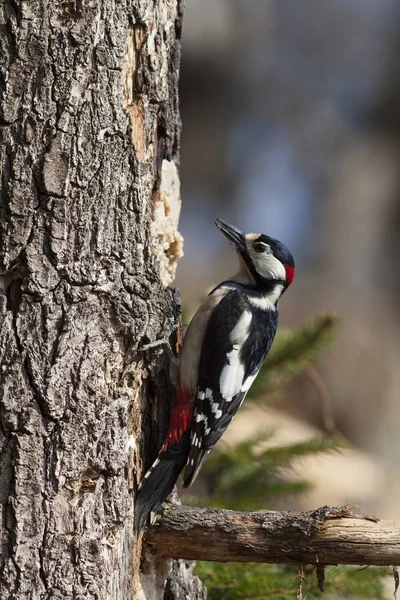 Γραφική Θέα Της Όμορφης Woodpecker Πουλί Στη Φύση — Φωτογραφία Αρχείου