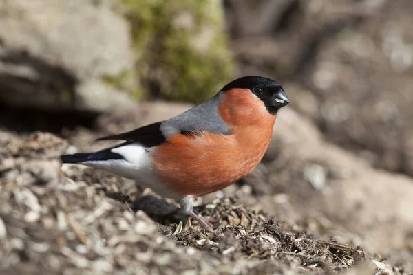 Veduta Panoramica Del Bullfinch Natura Selvaggia — Foto Stock