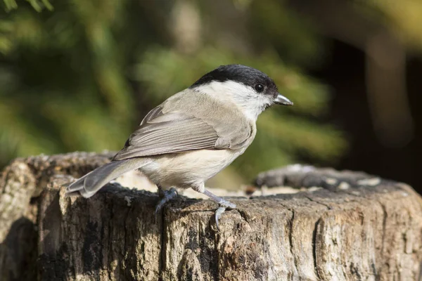 Malerische Ansicht Der Schönen Meise Vogel — Stockfoto