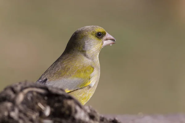 Vue Panoramique Magnifique Oiseau Pinson Mignon — Photo