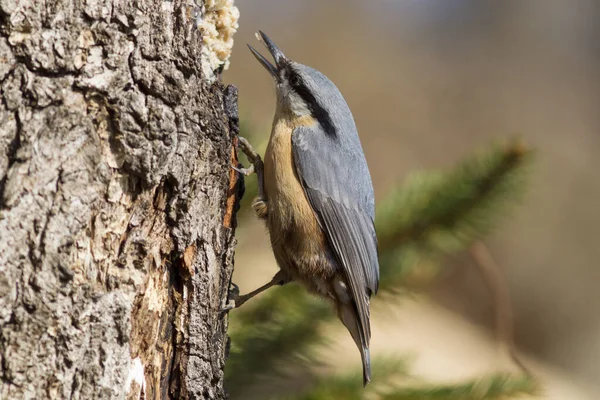 Vue Panoramique Bel Oiseau Sittelle — Photo