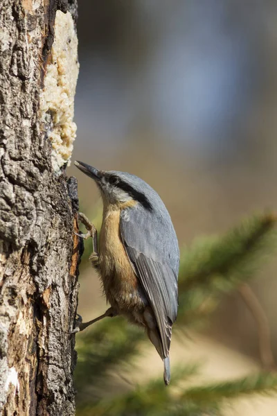 Vista Panorámica Hermoso Pájaro Nuthatch —  Fotos de Stock