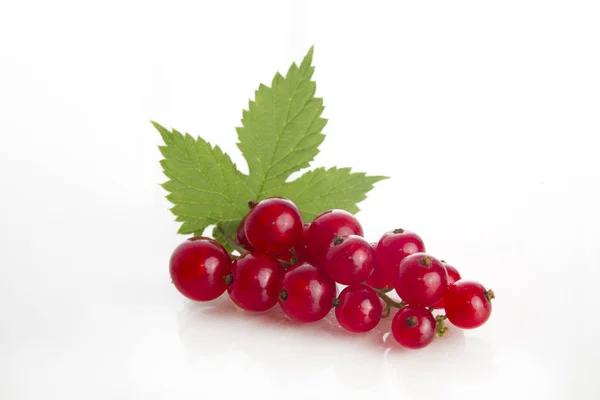Fresh Red Currant Leaf Isolated White — Stock Photo, Image