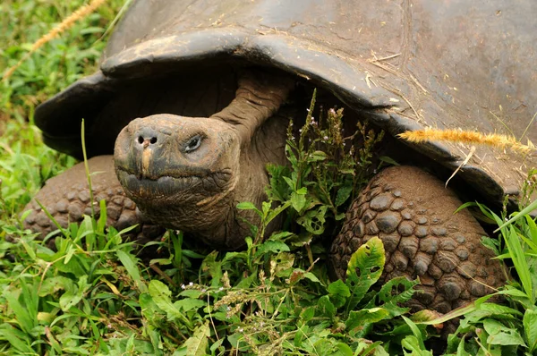 to mate and eat to haul up to 250 kg heavy galapagos giant tortoises about 15 km from the sea to the highlands! taken in santa cruz.
