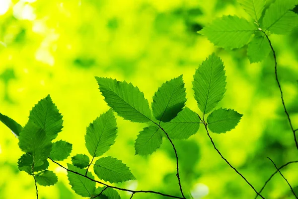 Frühling Sommer Flora Grüne Blätter — Stockfoto