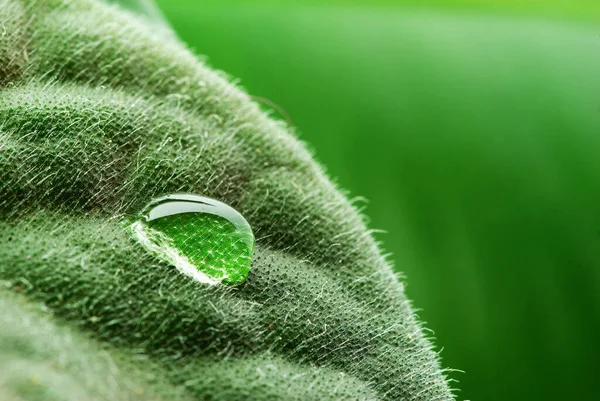 Капли Зеленом Листке Растения — стоковое фото