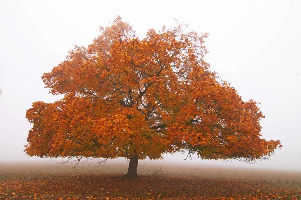 Atmosfera Autumnal Foco Seletivo — Fotografia de Stock