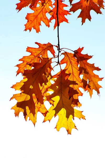 Herbst Lässt Hintergrund Sonnigem Tag — Stockfoto
