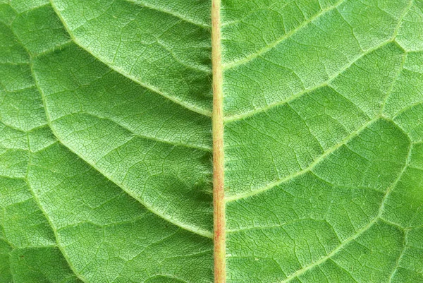 Estrutura Folha Fundo Natural — Fotografia de Stock