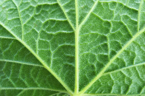 Estructura Del Fondo Natural Hoja — Foto de Stock