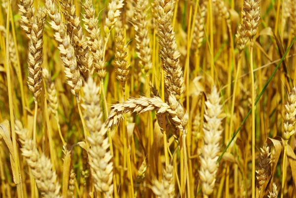 Grain Ready Harvest Growing Farm Field — Stock Photo, Image