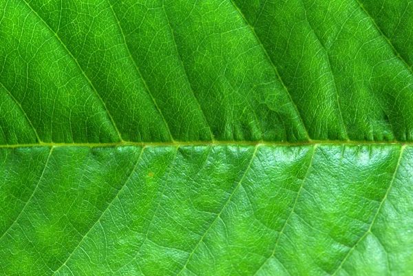 葉の自然背景の構造 — ストック写真