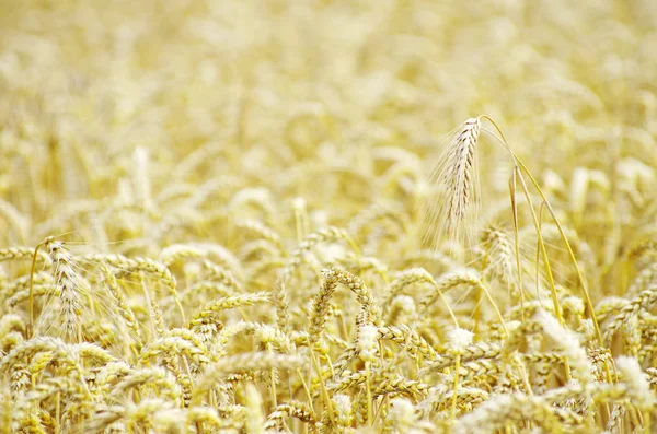 Пшеничне Поле Сільській Місцевості Фермерські Рослини Полі — стокове фото