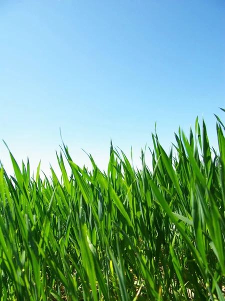 Lindo Gramado Verde Isolado Céu — Fotografia de Stock
