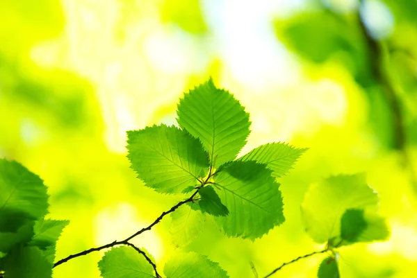 Primavera Verão Flora Folhas Verdes — Fotografia de Stock