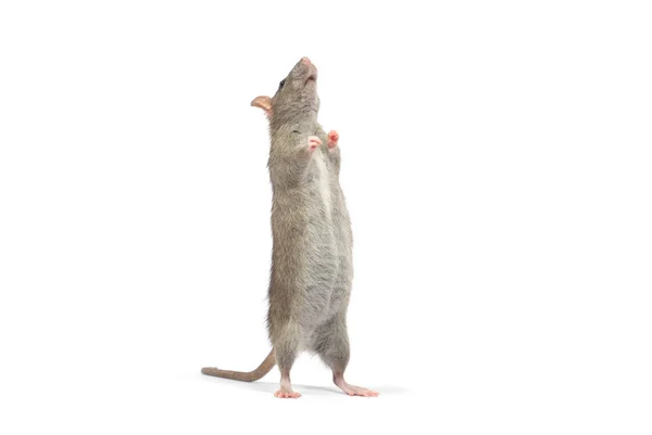 Szczur Izolowany Białym Tle — Zdjęcie stockowe
