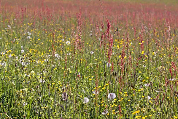 Blick Auf Schöne Grüne Wiese — Stockfoto