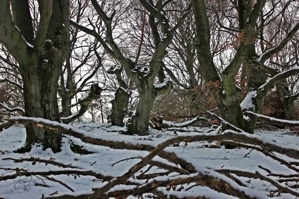 Coração Carne Solitária Enologia Hutewald — Fotografia de Stock