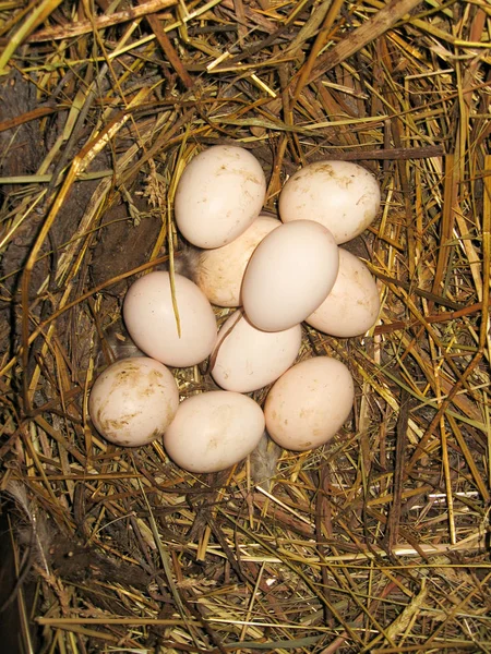 Nest Der Henne Mit Vielen Eiern Auf Dem Heu — Stockfoto
