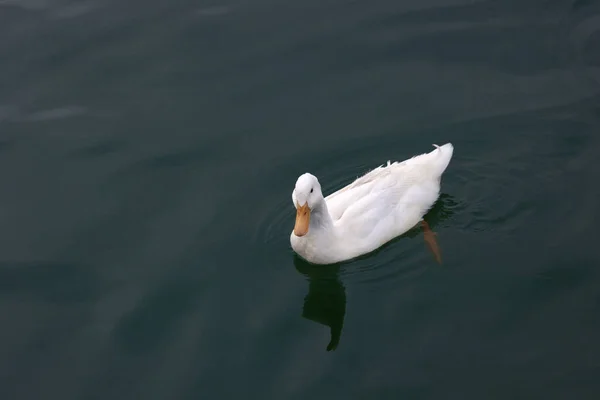 Pato Branco Está Nadando Lago — Fotografia de Stock