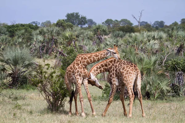 Mundo Animal Jirafas Silvestres Flora Fauna — Foto de Stock