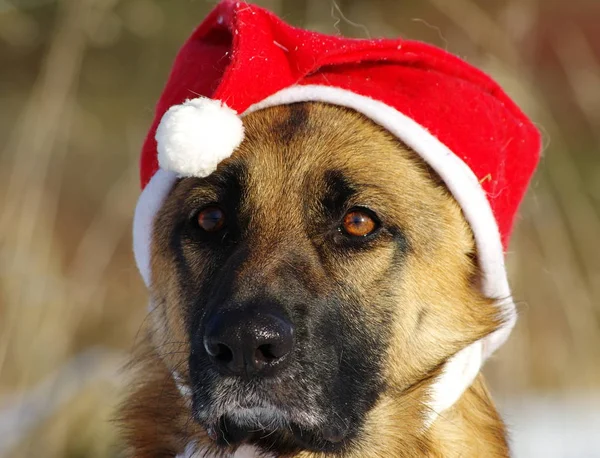 Bunter Hintergrund Für Weihnachten Oder Neujahr Urlaubskarte — Stockfoto