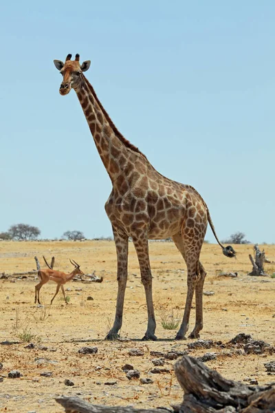 Vysoká Žirafa Africké Zvíře — Stock fotografie