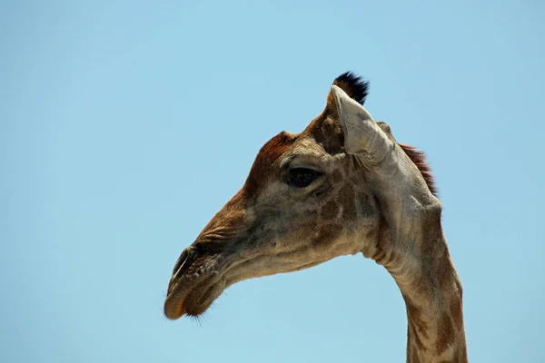 Girafe Haute Animal Africain — Photo