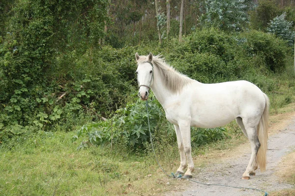 Λευκό Άλογο Ιπποειδές — Φωτογραφία Αρχείου