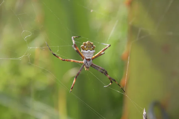 Uma Aranha Amarela Branca Orb Weaver Suspenso Sua Web Cotacachi — Fotografia de Stock