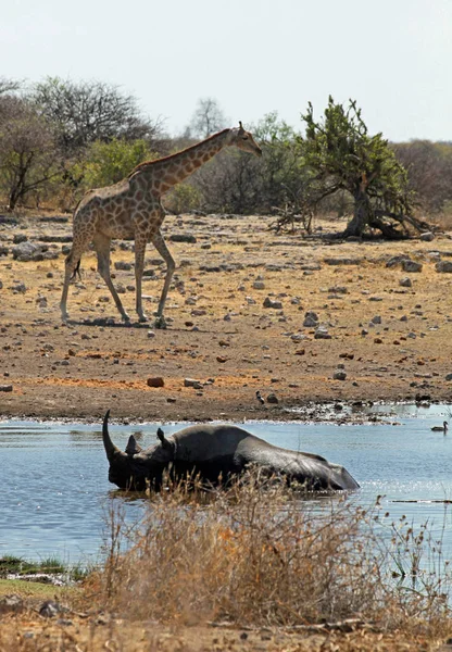 Szenische Ansicht Von Fauna Und Flora Der Savanne — Stockfoto