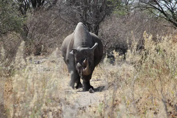 Animaux Rhinocéros Faune Flore Faune — Photo