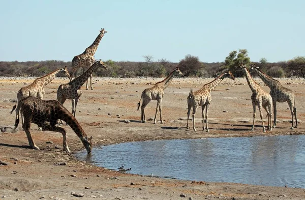 Scenic Kilátás Állat Növényvilág Savannah — Stock Fotó