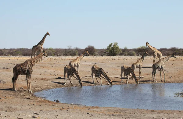 Hayvanat Bahçesi Savannah Bitkisinin Manzarası — Stok fotoğraf