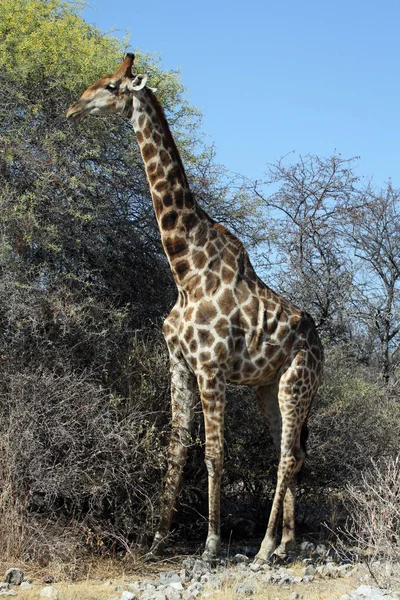Uzun Zürafa Afrikalı Hayvan — Stok fotoğraf