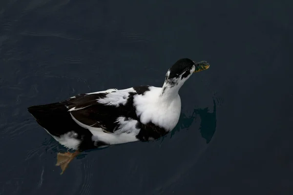 Чорно Біла Качка Плаває Озері — стокове фото