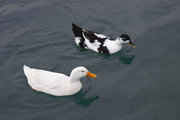 Czarno Białe Kaczki Pływają Jeziorze — Zdjęcie stockowe