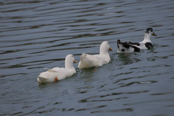 Zwarte Witte Eenden Zwemmen Een Meer — Stockfoto