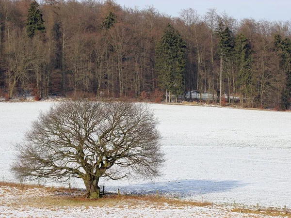Uralte Eiche Winter — Stockfoto