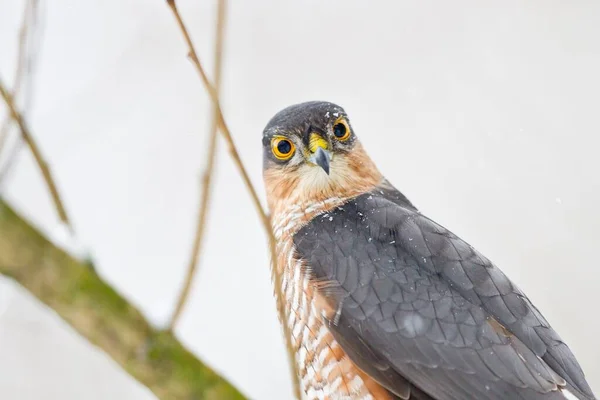 Scenic View Beautiful Bird Nature — Stock Photo, Image