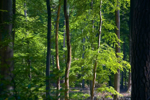 Μικτό Δάσος Οξιά Ερυθρελάτη Πεύκη Και Βελανιδιά Μια Ηλιόλουστη Ημέρα — Φωτογραφία Αρχείου